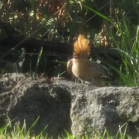 בית נופש Vecchio *